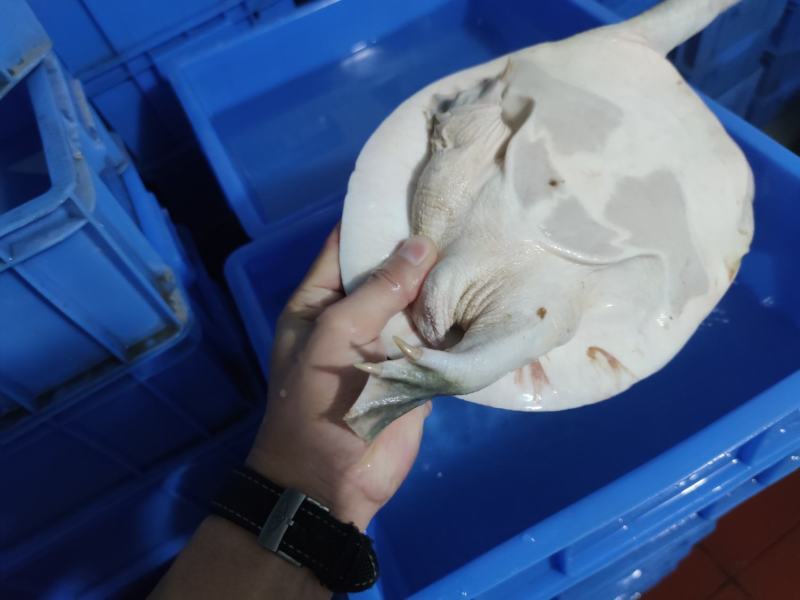 广西黄沙鳖老种鱼