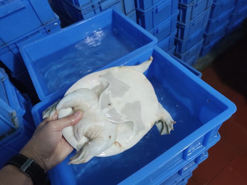 广西黄沙鳖老种鱼