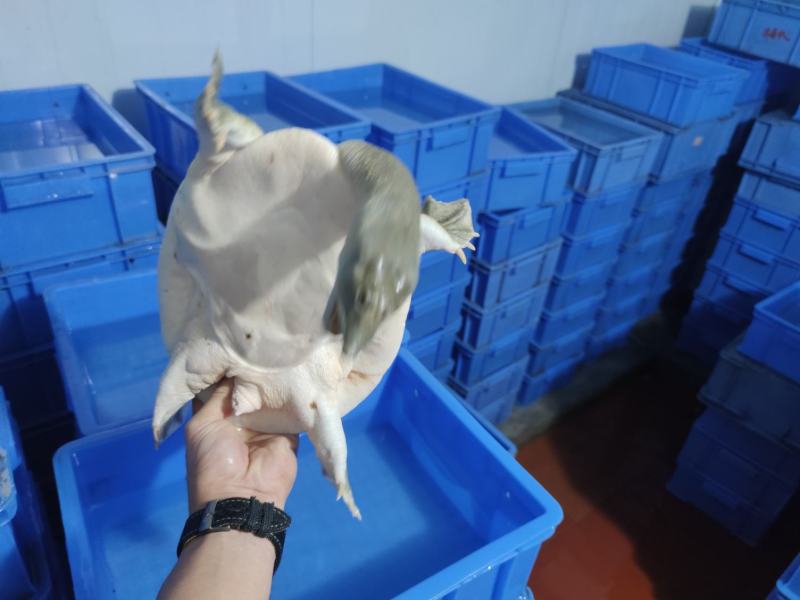 广西黄沙鳖老种鱼