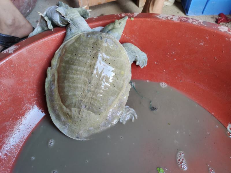 广西黄沙鳖老种鱼