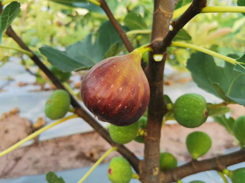 新鲜无花果叶子现采用药货源充足