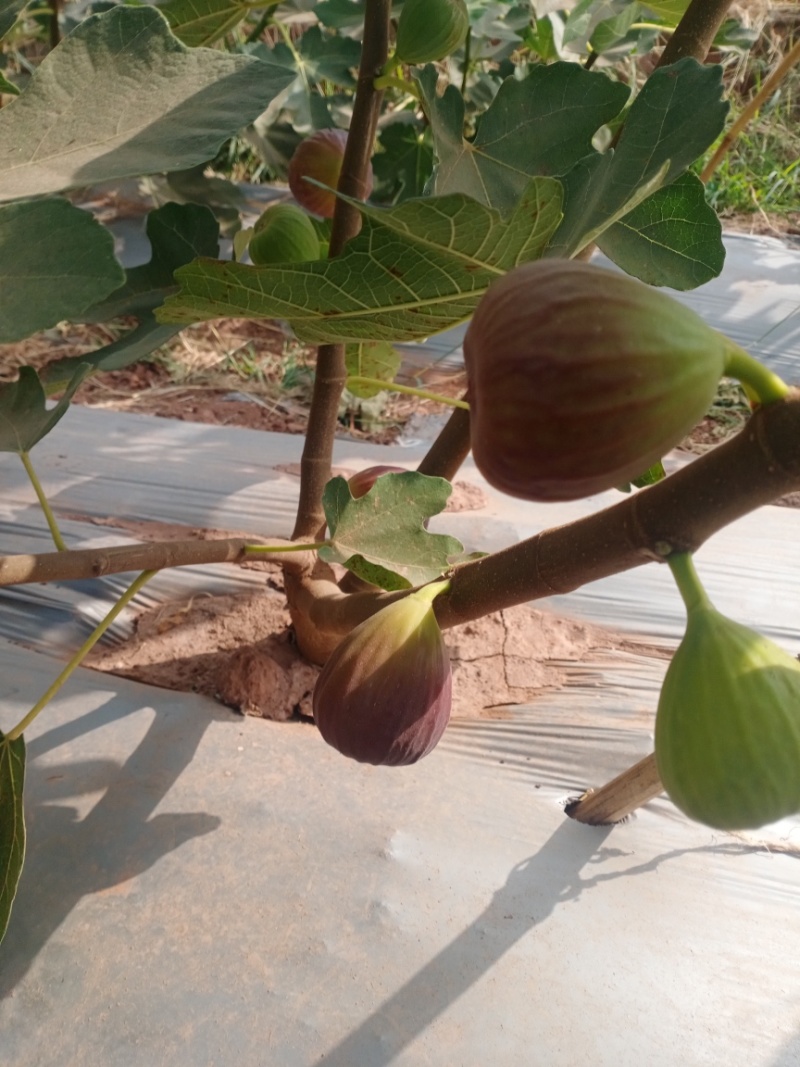 新鲜无花果叶子现采用药货源充足