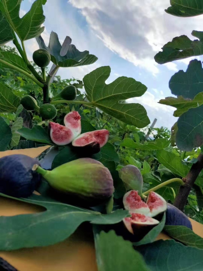 新鲜无花果叶子现采用药货源充足