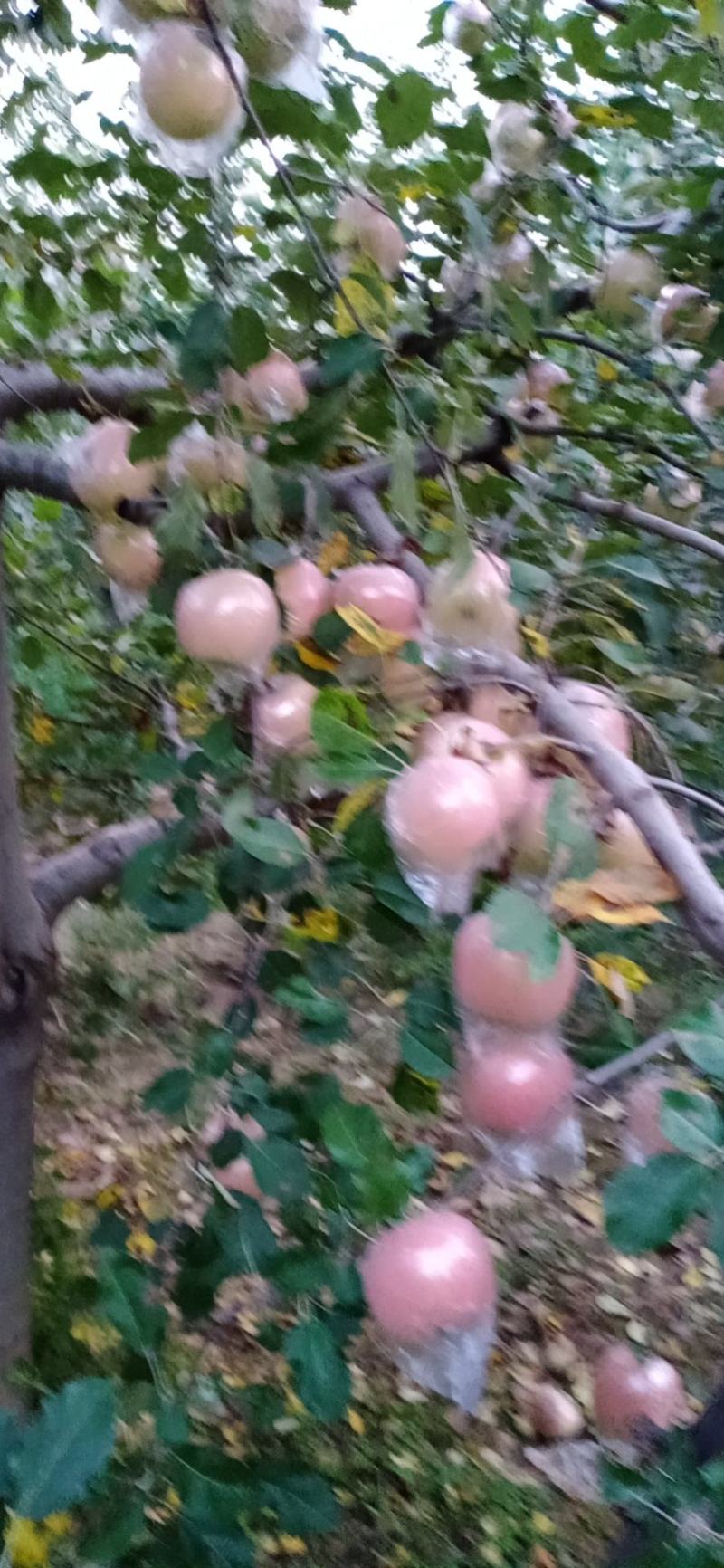 富士