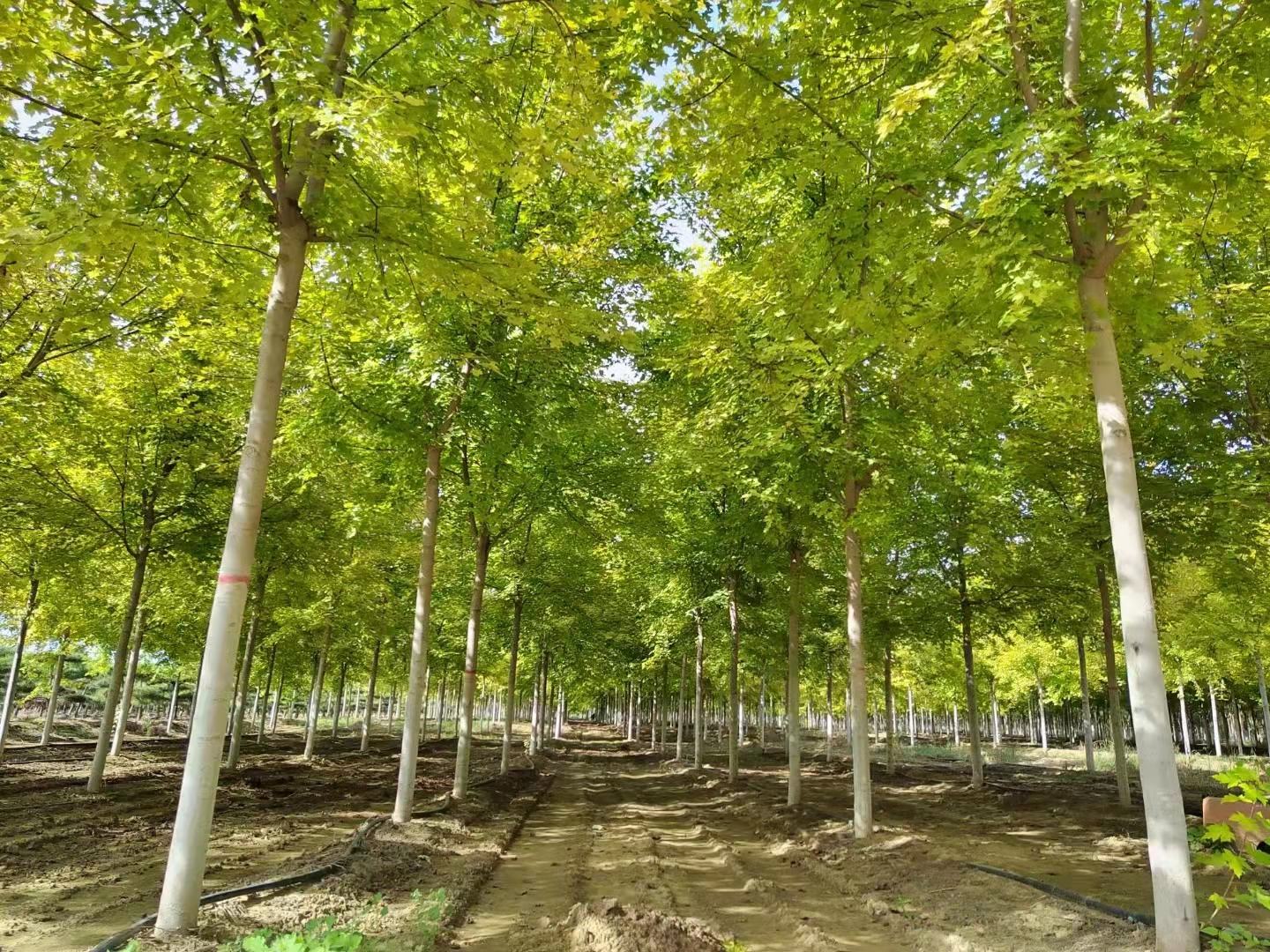 五角枫树苗基地