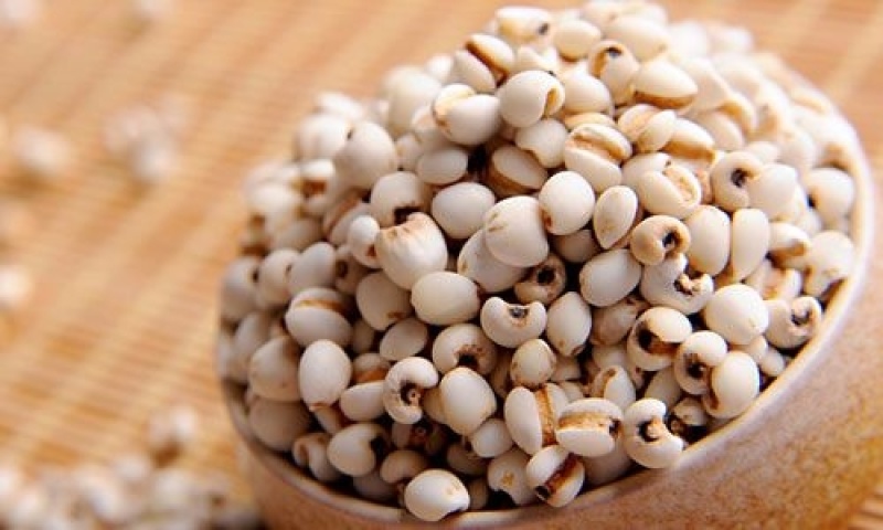 熟薏米仁低温烘焙熟薏米磨粉打豆浆原料开水冲泡即可