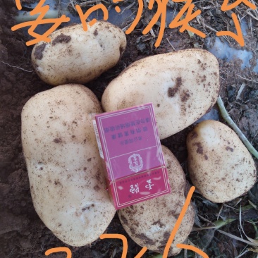 乌兰察布商都土豆上市