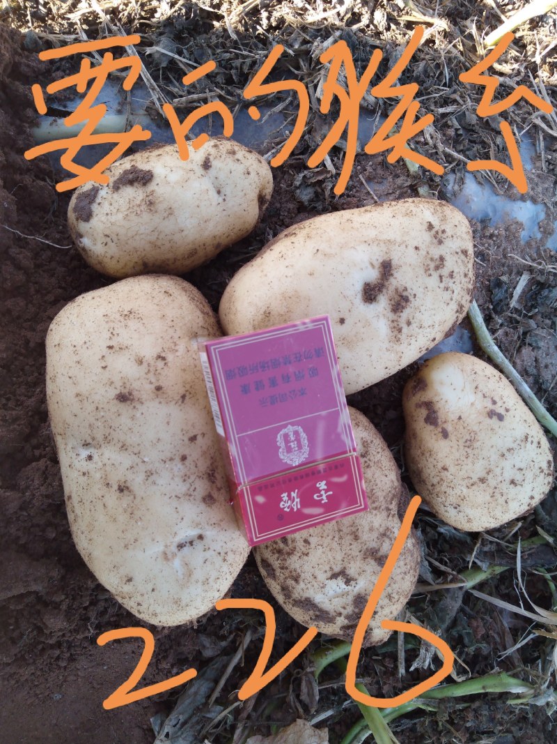 乌兰察布商都土豆上市
