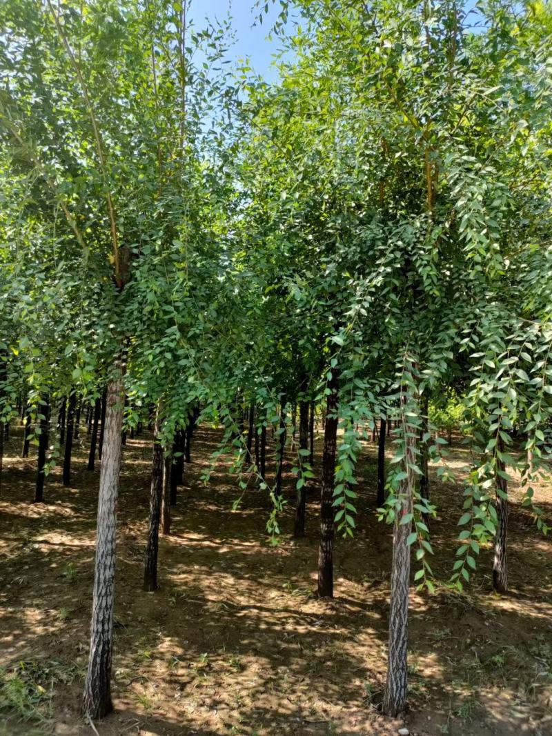 榆树3-10公分，精品榆树，自家苗圃，品质高价格低。