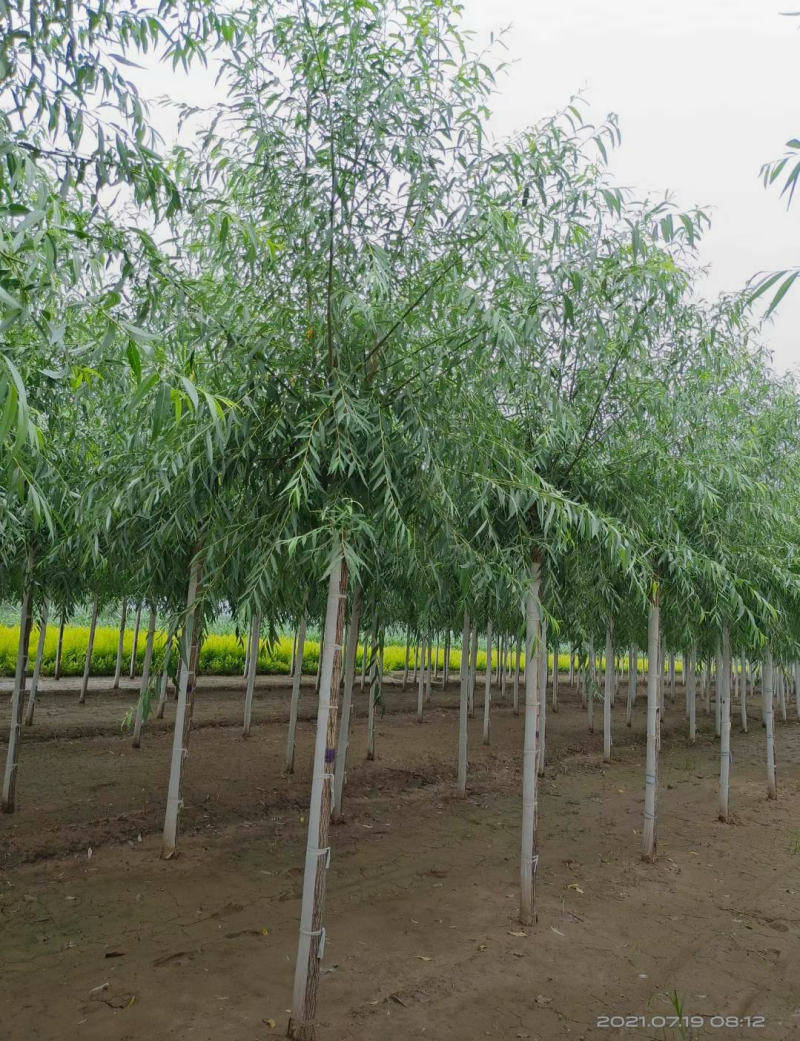 旱柳11-20公分，自家苗圃一手货源，品质高价格低