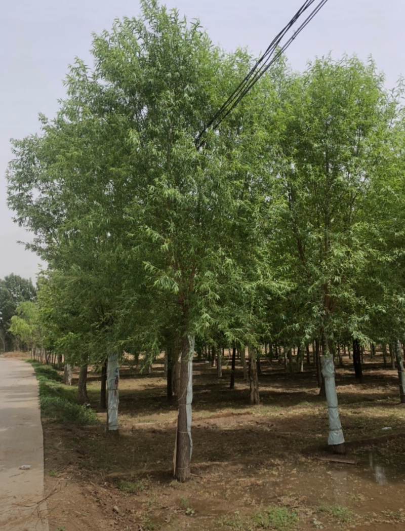 旱柳11-20公分，自家苗圃一手货源，品质高价格低