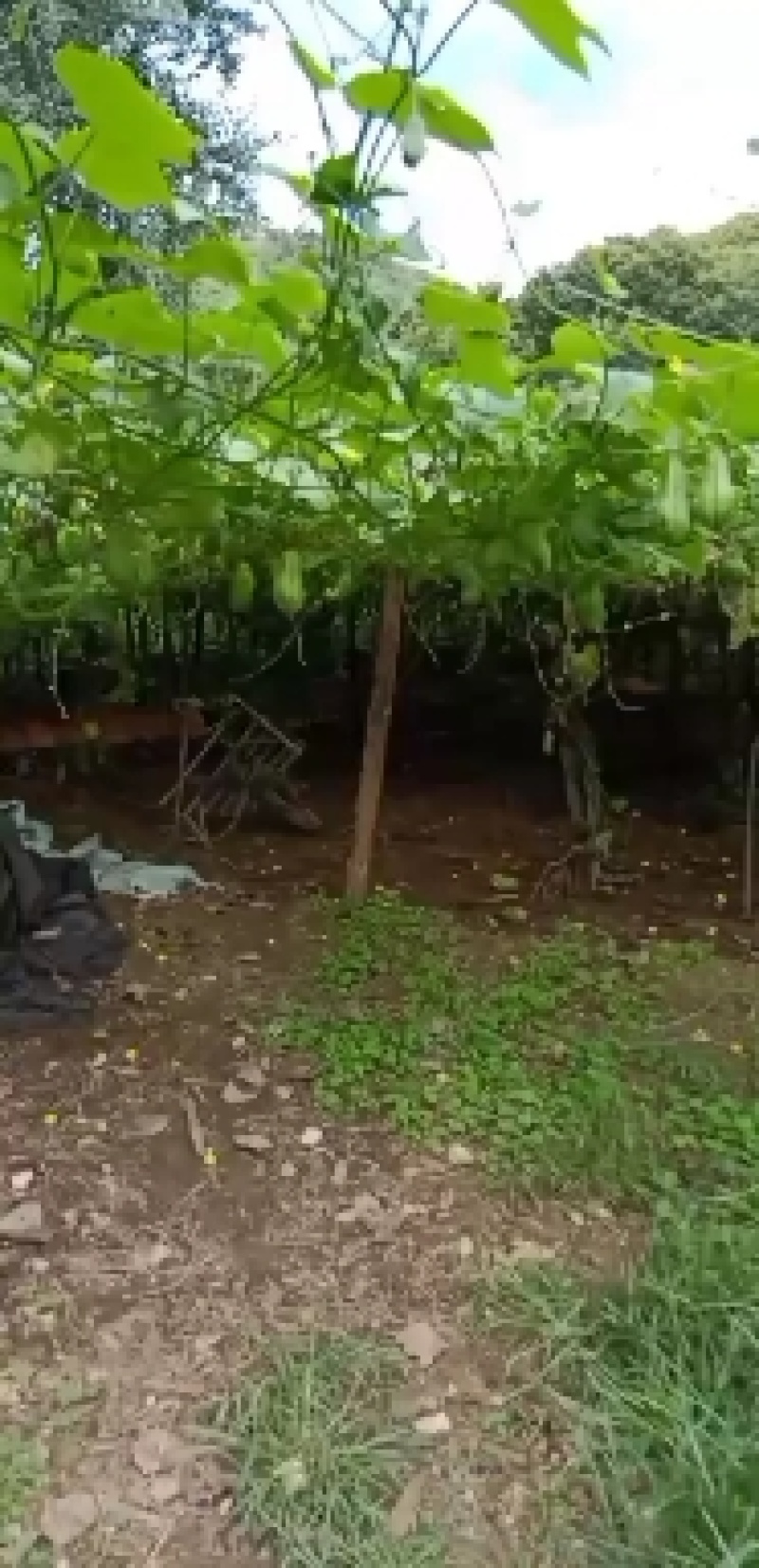 佛手瓜