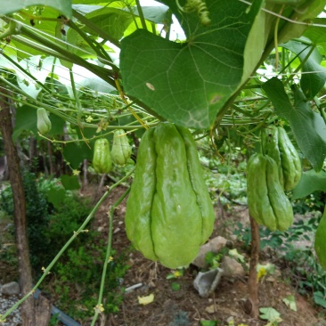 佛手瓜