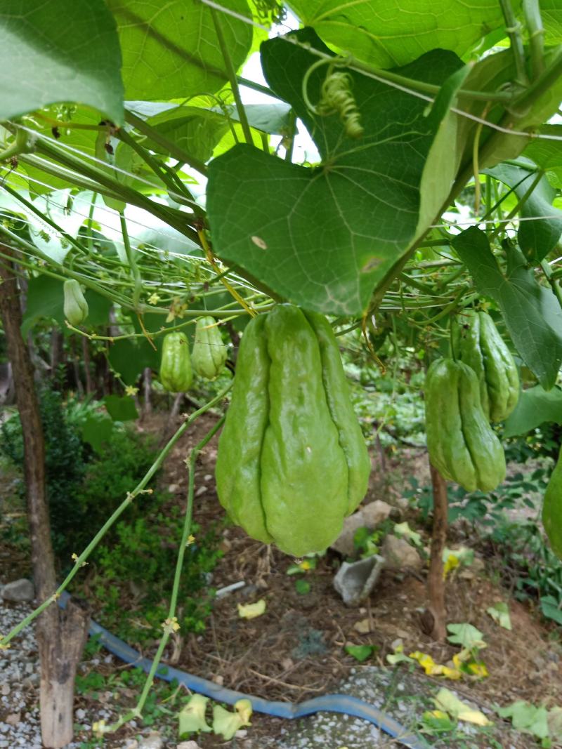 佛手瓜