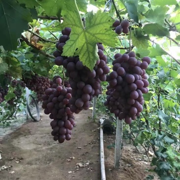 盖县巨峰葡萄产地一手专业代办代发质量保证