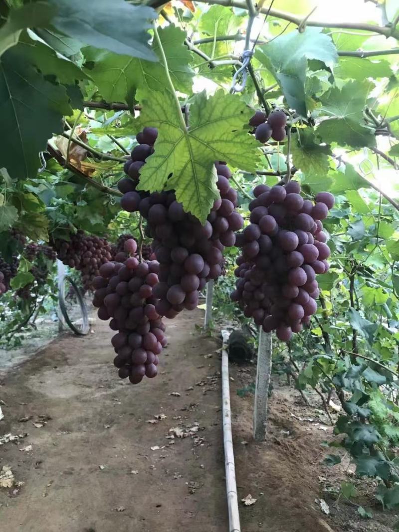 盖县巨峰葡萄产地一手专业代办代发质量保证