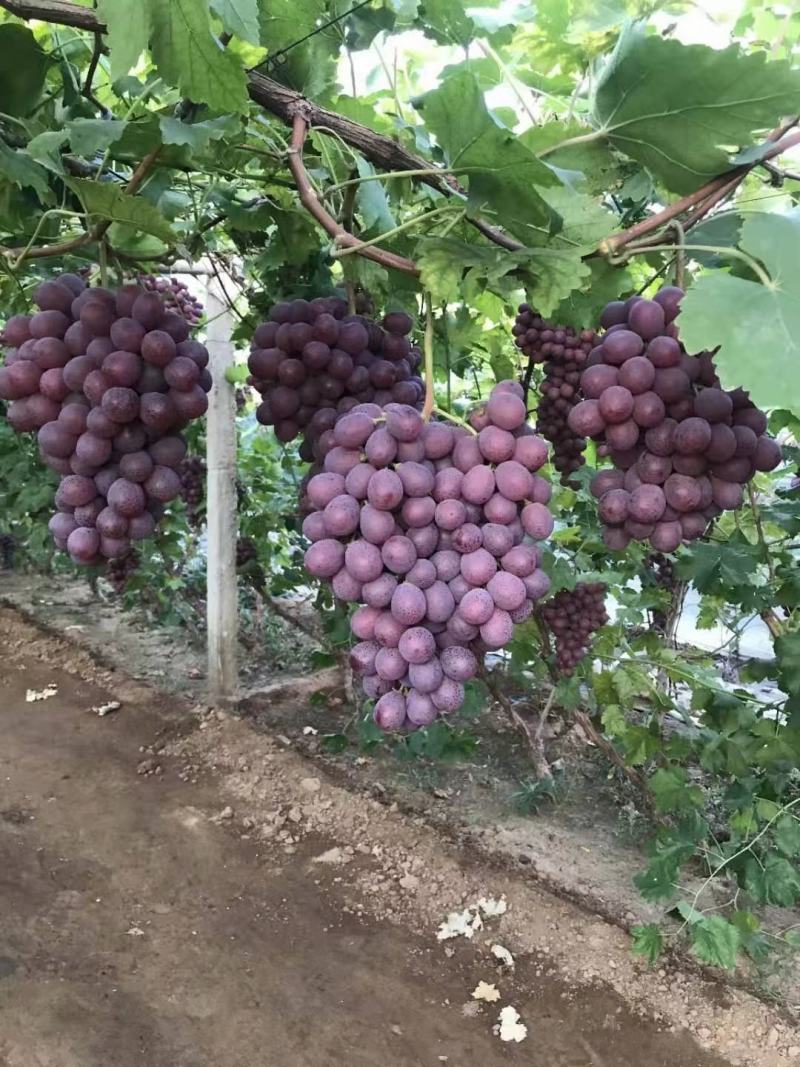 盖县巨峰葡萄产地一手专业代办代发质量保证