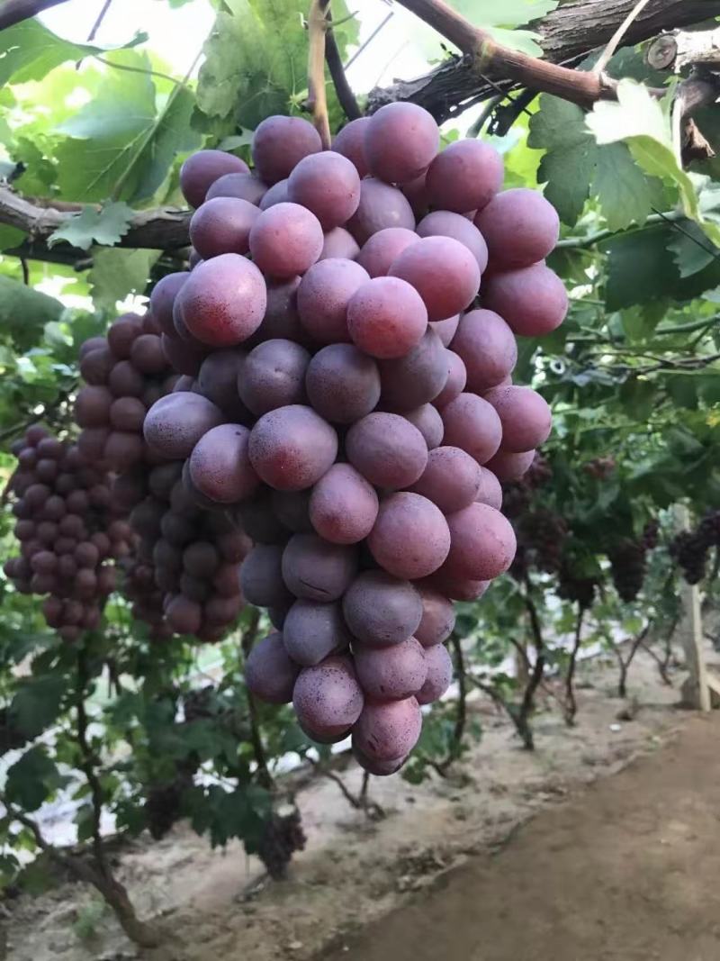 盖县巨峰葡萄产地一手专业代办代发质量保证