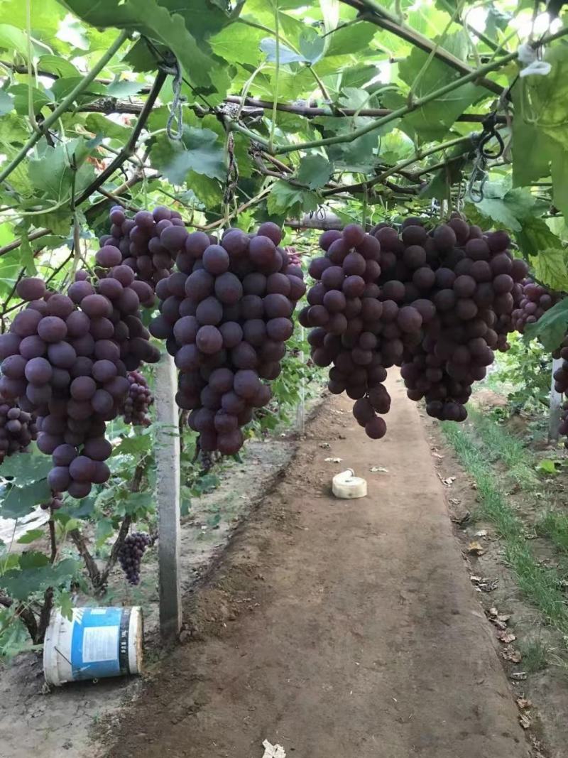 盖县巨峰葡萄产地一手专业代办代发质量保证