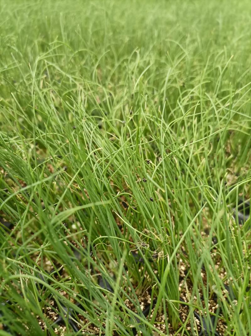 优质香葱苗，墨绿色产量高，商品性强耐运输，优质香葱