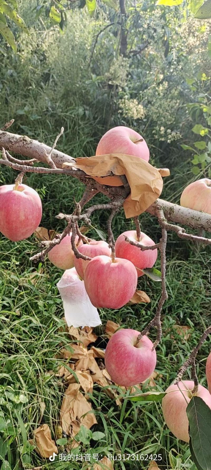 新红星苹果大量上市。个头均匀。颜色好。货源充足。