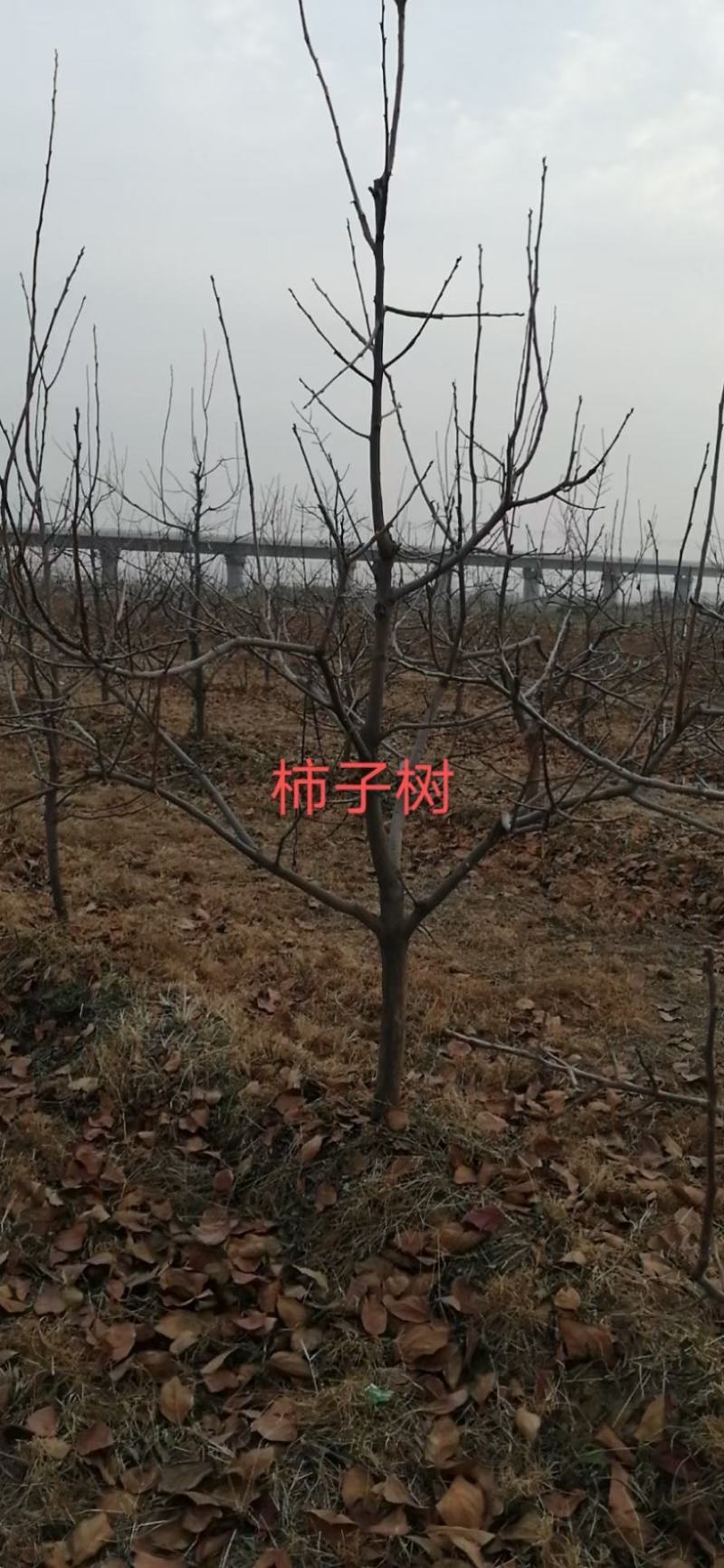 柿子苗价格=甜柿子苗基地～云南柿子苗柿子苗基地销售