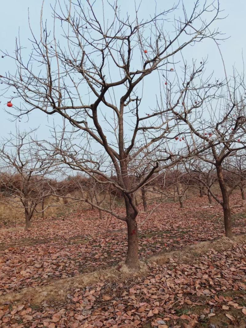 柿子苗价格=甜柿子苗基地～云南柿子苗柿子苗基地销售
