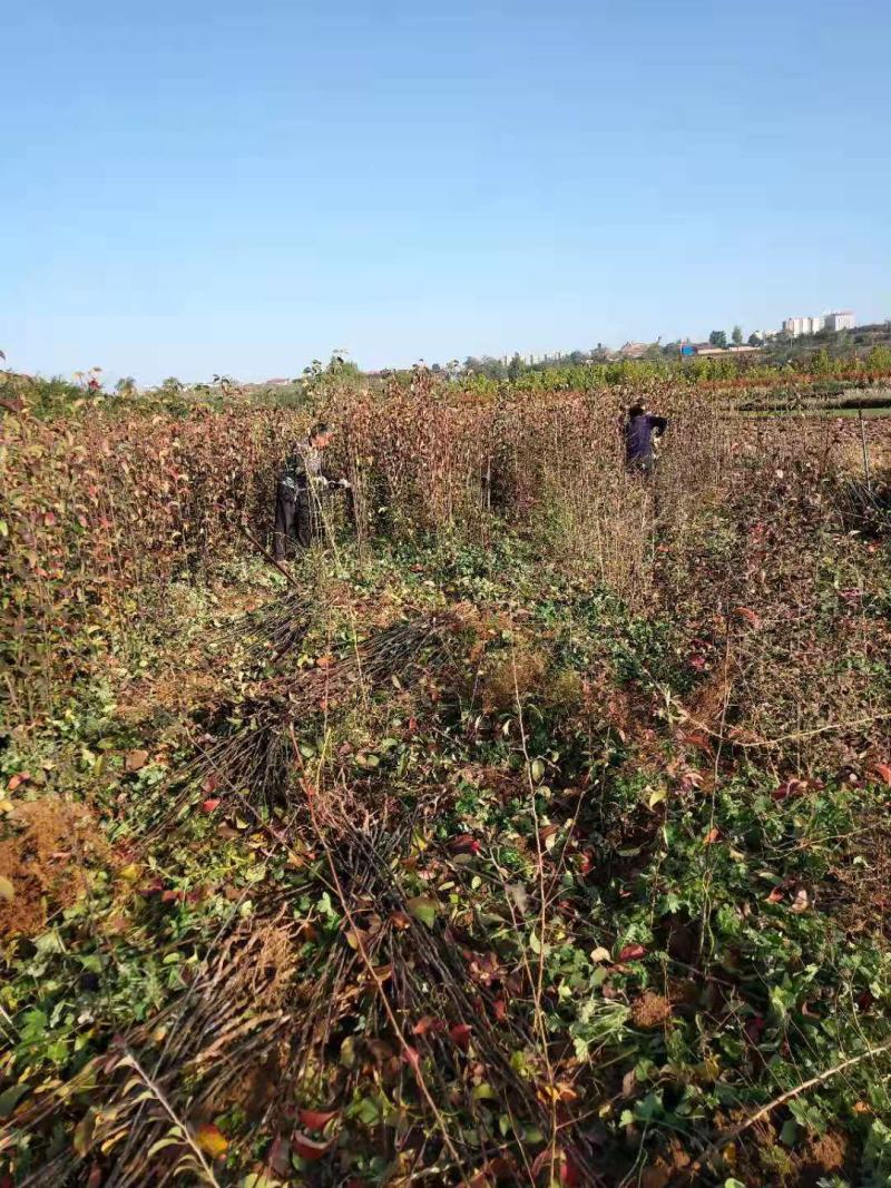 柿子苗价格=甜柿子苗基地～云南柿子苗柿子苗基地销售