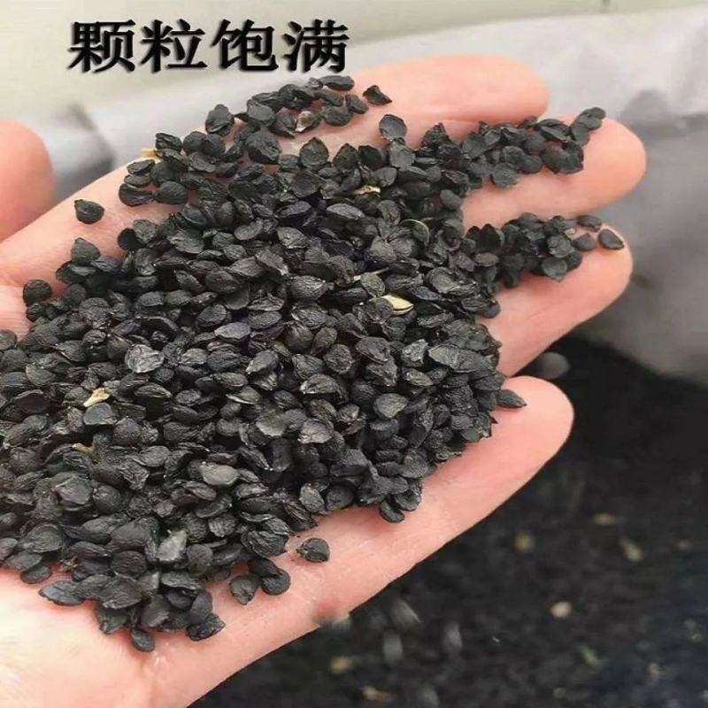 韭菜籽药材，另售各种外用药材，药用药材，需要联系我