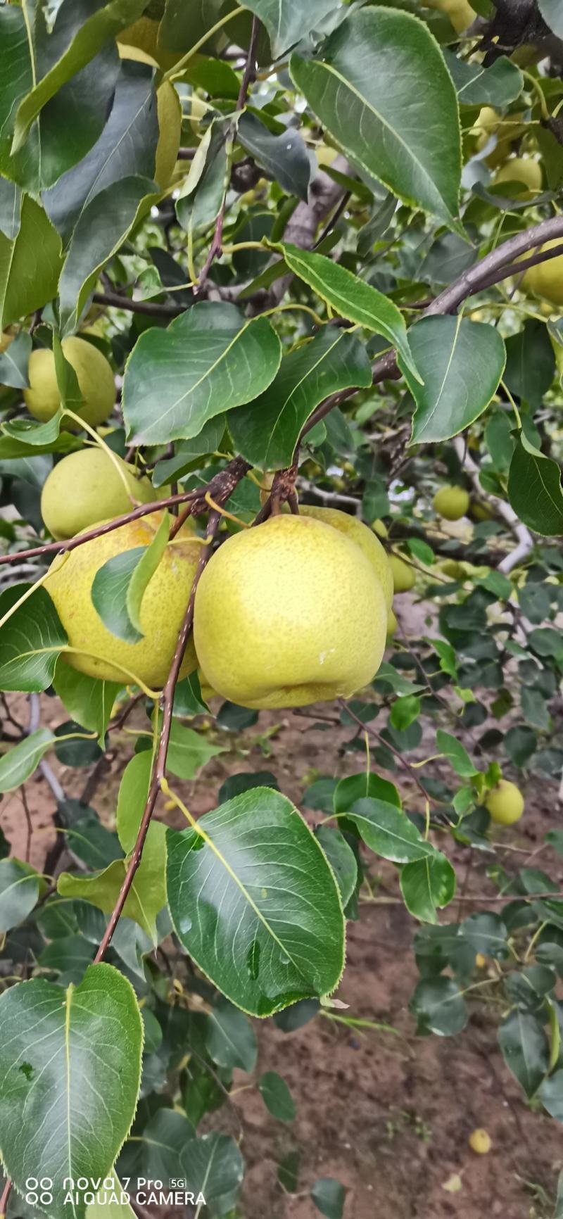 安徽砀山普惠水果种植专业大量供应优质砀山酥梨