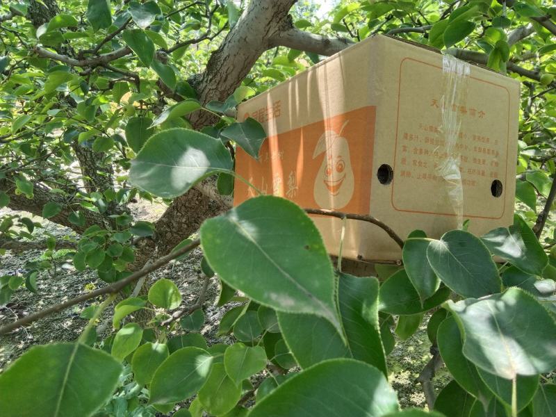 安徽砀山普惠水果种植专业大量供应优质砀山酥梨