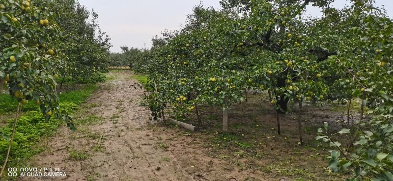 安徽砀山普惠水果种植专业大量供应优质砀山酥梨
