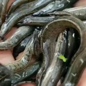 广西刀鳅，刺鳅鱼苗，人工训化苗，抗病力强，易养快大