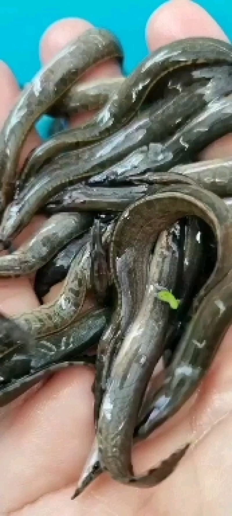 广西刀鳅，刺鳅鱼苗，人工训化苗，抗病力强，易养快大