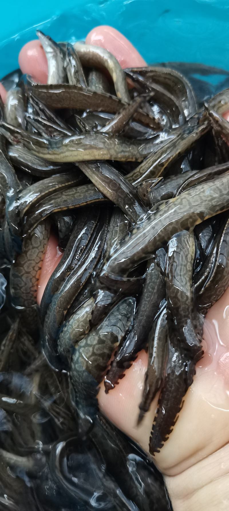 广西刀鳅，刺鳅鱼苗，人工训化苗，抗病力强，易养快大