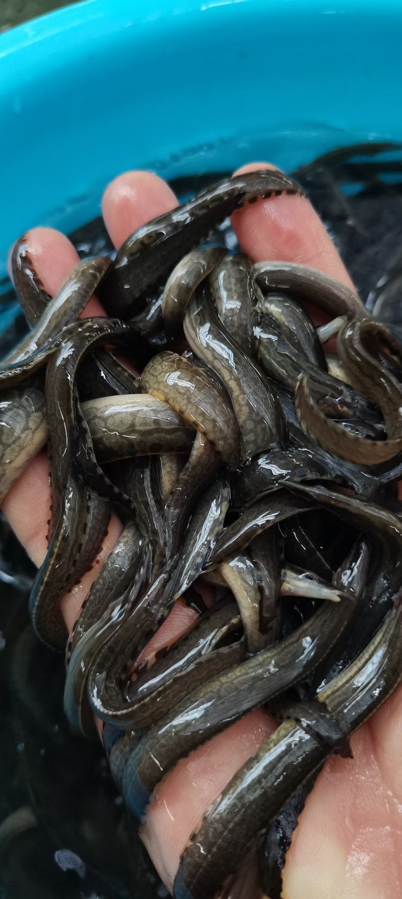 广西刀鳅，刺鳅鱼苗，人工训化苗，抗病力强，易养快大