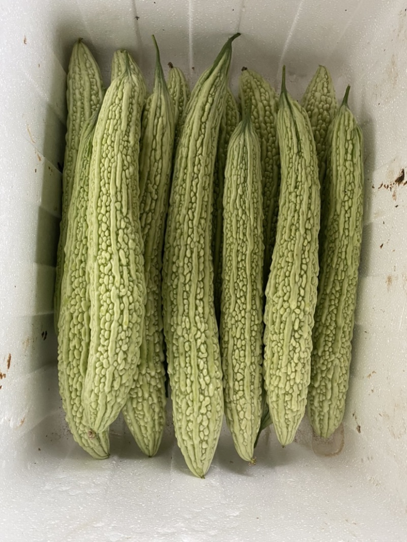 四川，峨眉大油苦瓜，青苦瓜，苦瓜，一手货源