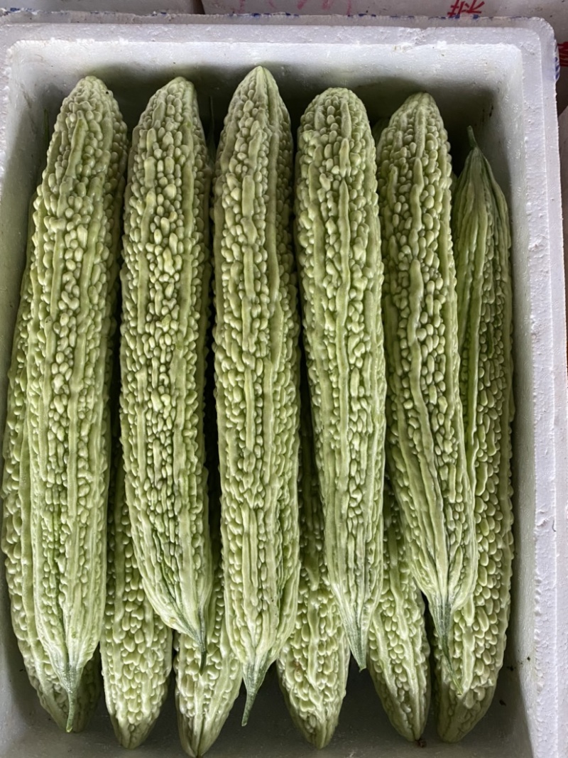 四川，峨眉大油苦瓜，青苦瓜，苦瓜，一手货源