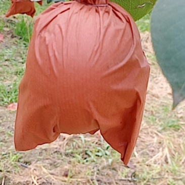 黄冠梨
