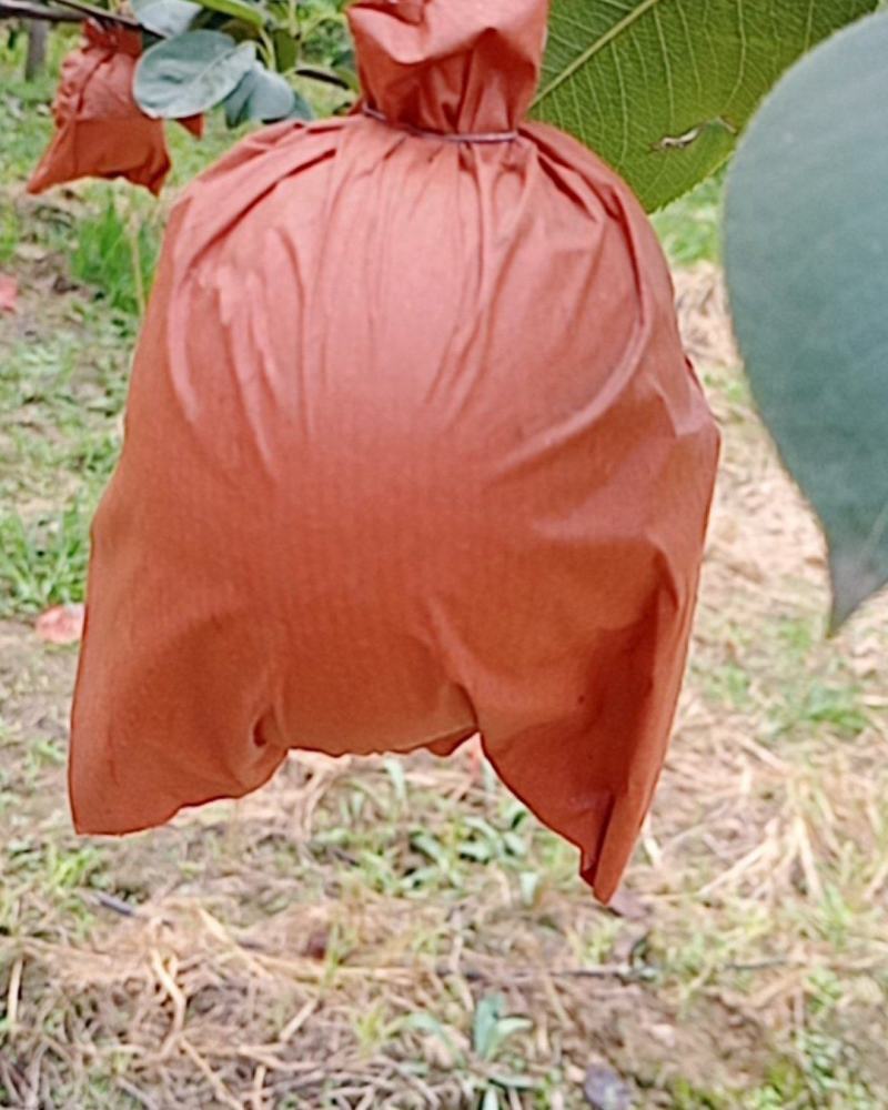 黄冠梨