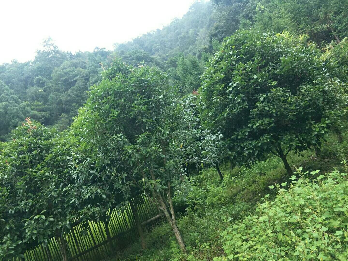 桂圆树与肉桂树生长环境对比图
