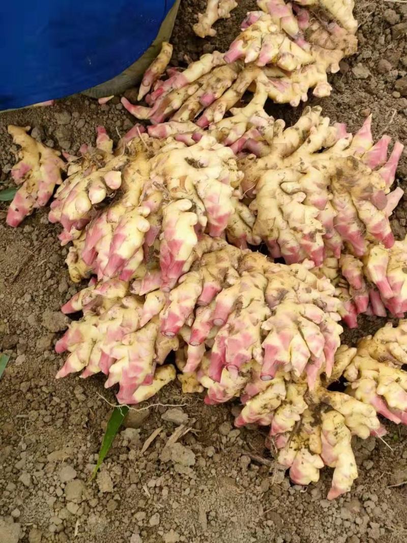贵州安顺二黄姜基地一手货源大量优先欢迎老板预订合作愉快