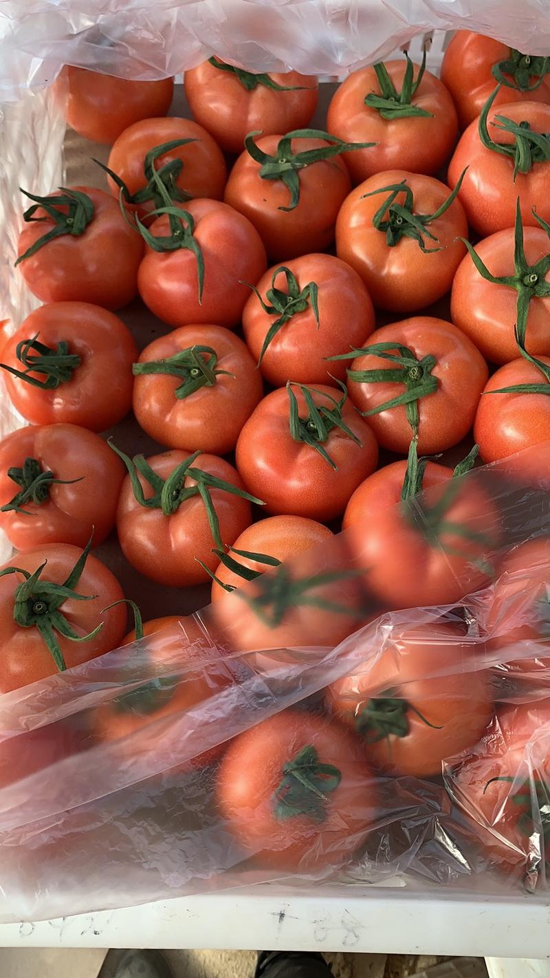 山东费县硬粉西红柿大量供应，果型好、硬度高、山东西红柿。