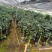 四季茶花福建种植批发基地欢迎新老客户来实地考察