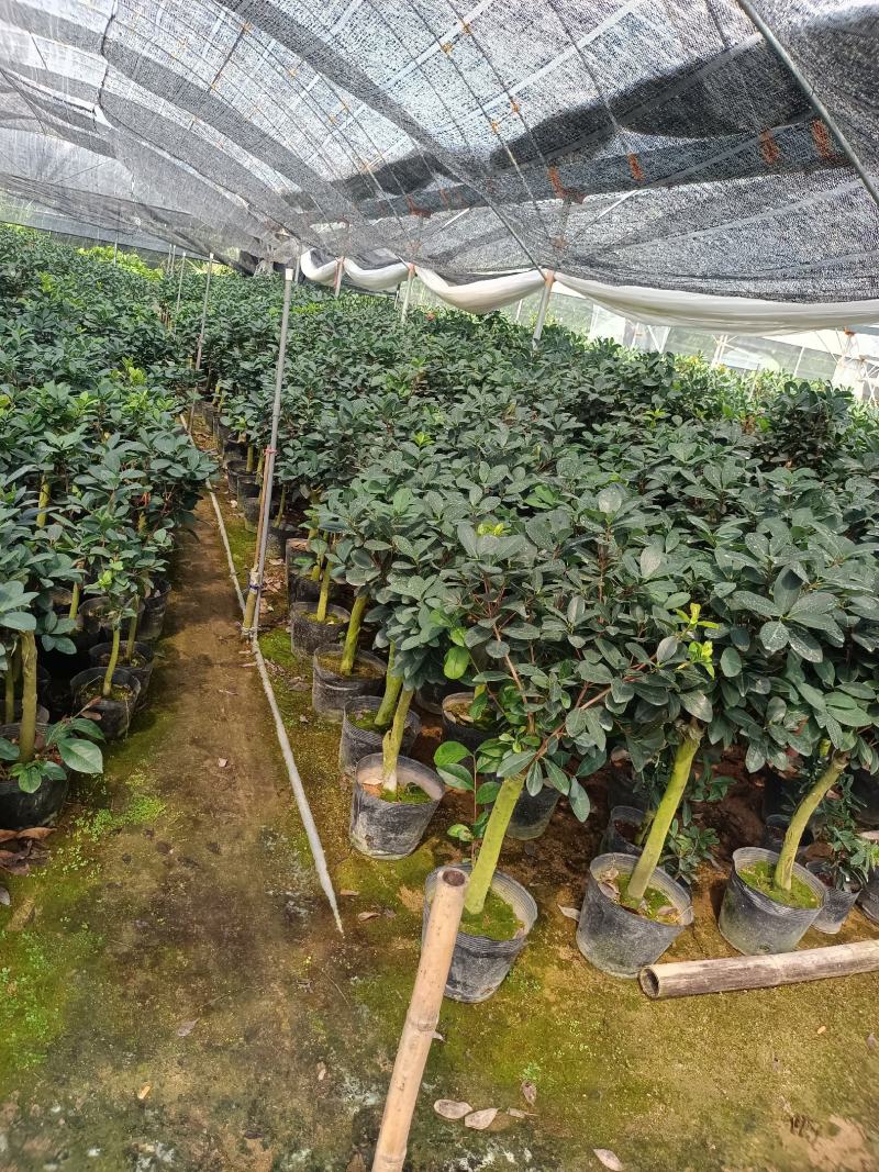 四季茶花福建种植批发基地欢迎新老客户来实地考察