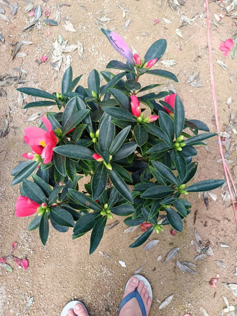 四季茶花福建种植批发基地欢迎新老客户来实地考察