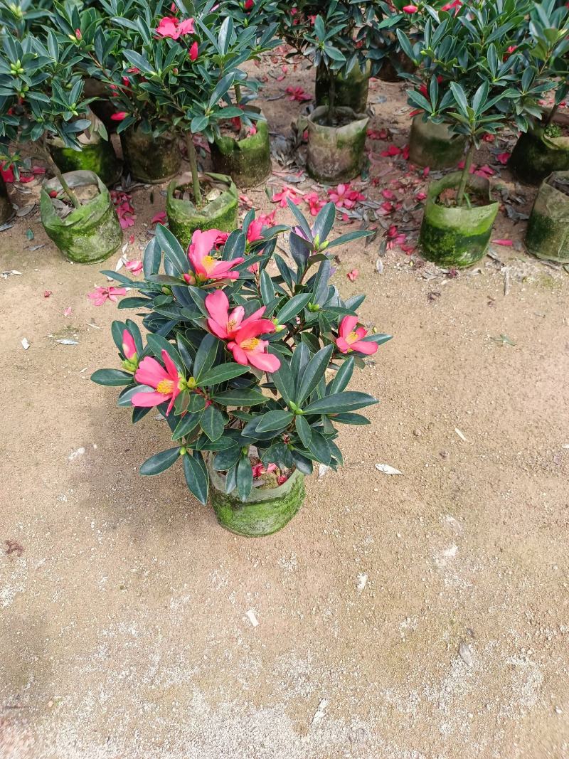 四季茶花福建种植批发基地欢迎新老客户来实地考察