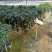 四季茶花福建种植批发基地欢迎新老客户来实地考察