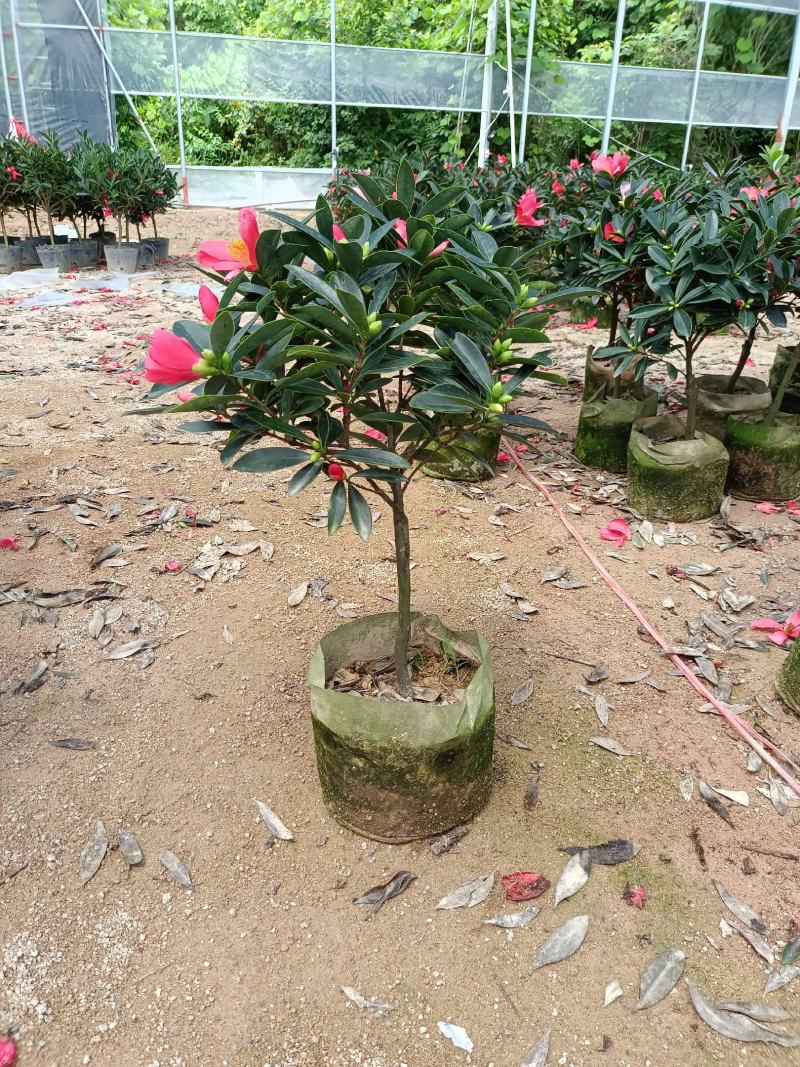 四季茶花福建种植批发基地欢迎新老客户来实地考察