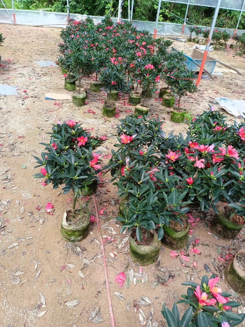 四季茶花福建种植批发基地欢迎新老客户来实地考察
